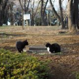 千葉公園の猫