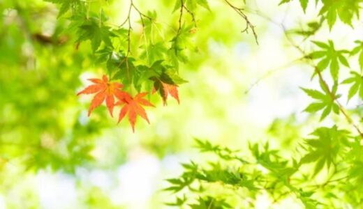 更新】ラジオ第323・290回目を文字起こししました