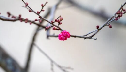 【更新】ラジオ第344回目を文字起こししました